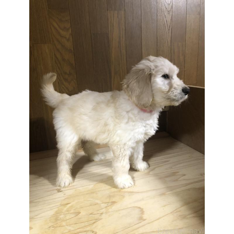 販売中の兵庫県のゴールデンドゥードル:ゴールデンレトリーバー×プードル-444205の9枚目