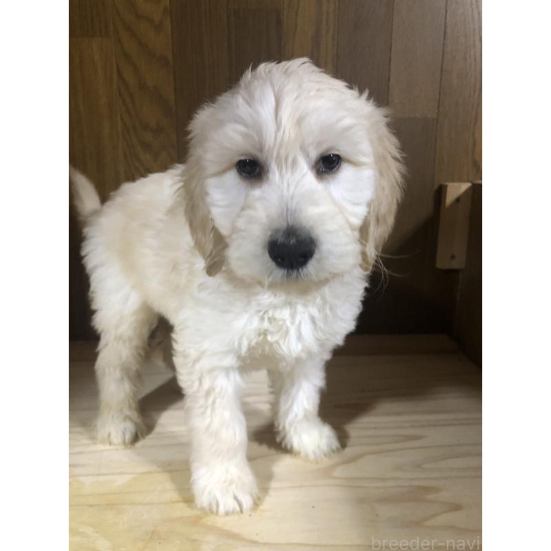 販売中の兵庫県のゴールデンドゥードル:ゴールデンレトリーバー×プードル-444205の8枚目