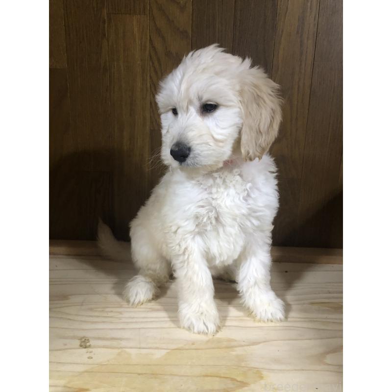 販売中の兵庫県のゴールデンドゥードル:ゴールデンレトリーバー×プードル-444205の7枚目