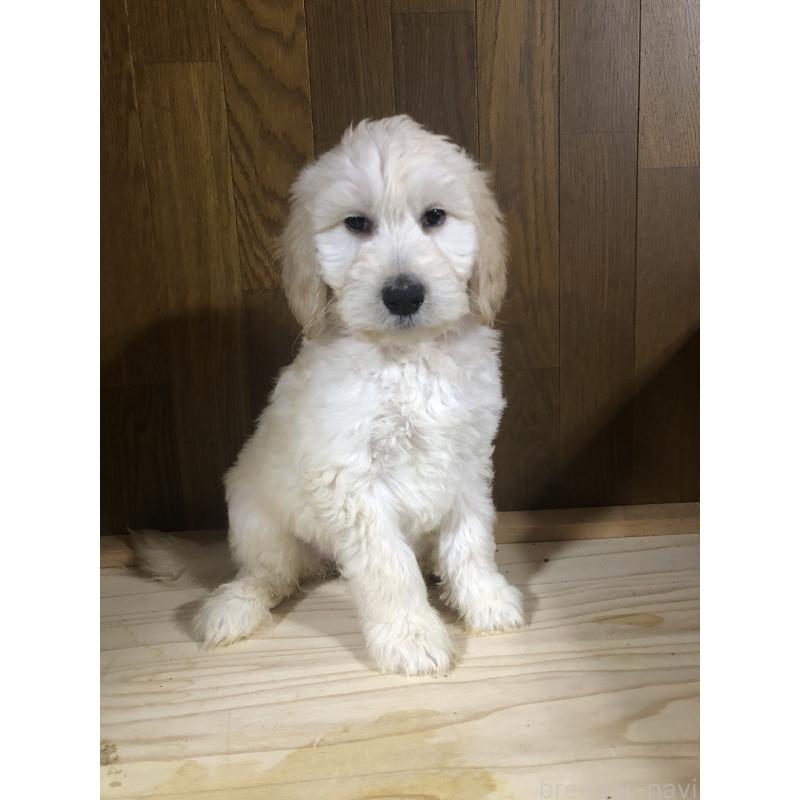 販売中の兵庫県のゴールデンドゥードル:ゴールデンレトリーバー×プードル-444205の6枚目