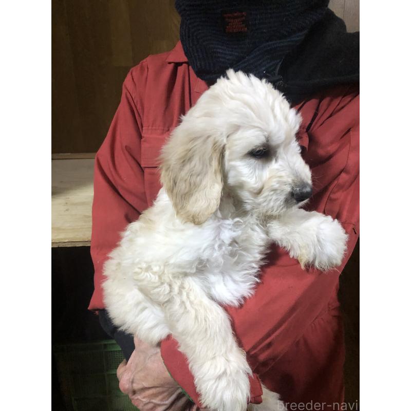 販売中の兵庫県のゴールデンドゥードル:ゴールデンレトリーバー×プードル-444205の5枚目