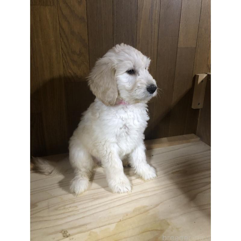 販売中の兵庫県のゴールデンドゥードル:ゴールデンレトリーバー×プードル-444205の4枚目