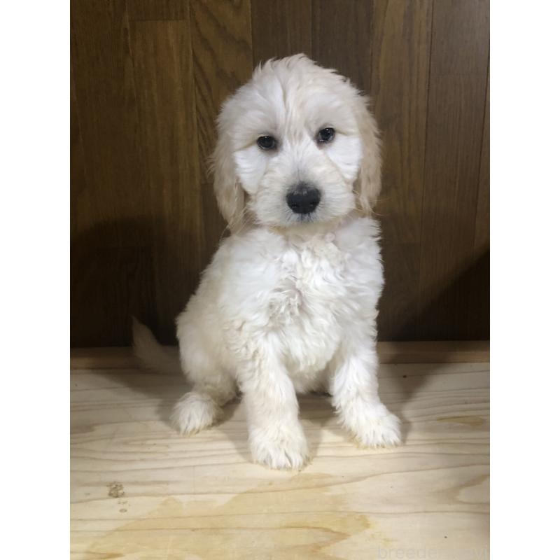 販売中の兵庫県のゴールデンドゥードル:ゴールデンレトリーバー×プードル-444205の2枚目