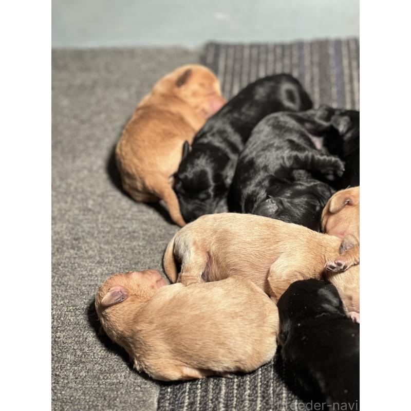 販売中の静岡県のミックス犬-444206の9枚目