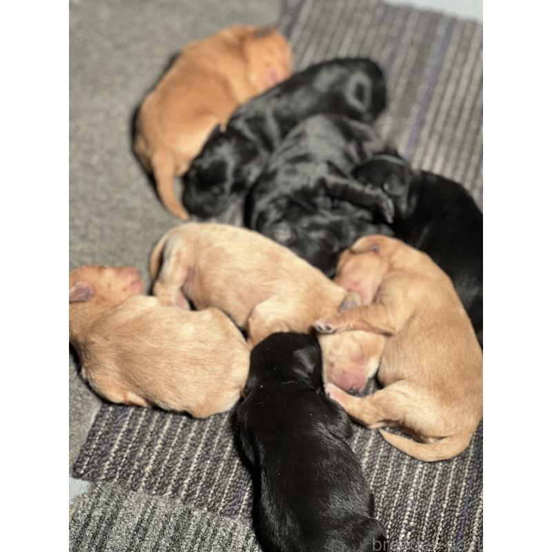 販売中の静岡県のミックス犬-444206の7枚目