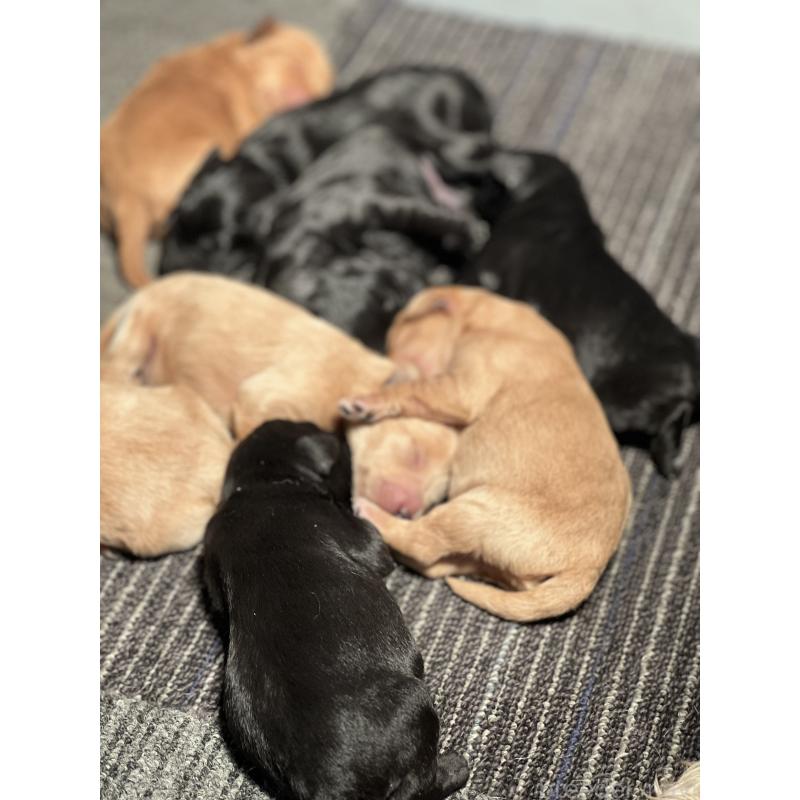 販売中の静岡県のミックス犬-444206の5枚目