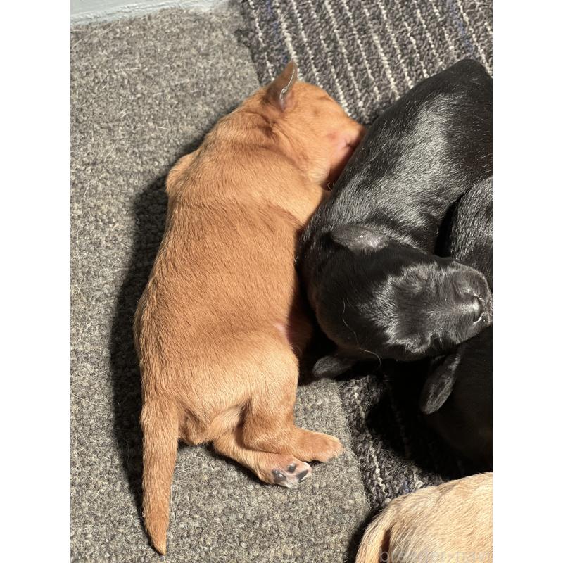 販売中の静岡県のミックス犬-444206の4枚目