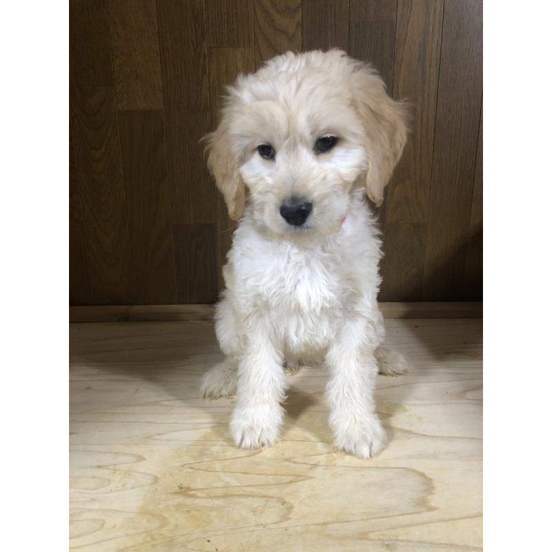 販売中の兵庫県のゴールデンドゥードル:ゴールデンレトリーバー×プードル-444209の14枚目