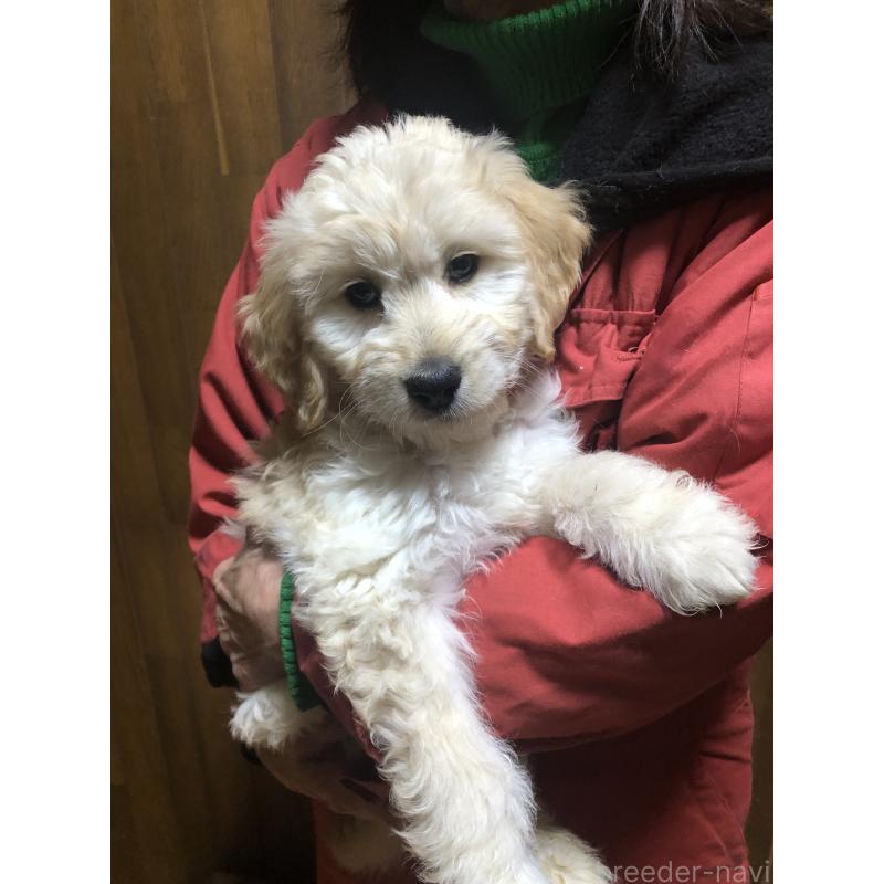 販売中の兵庫県のゴールデンドゥードル:ゴールデンレトリーバー×プードル-444209の13枚目