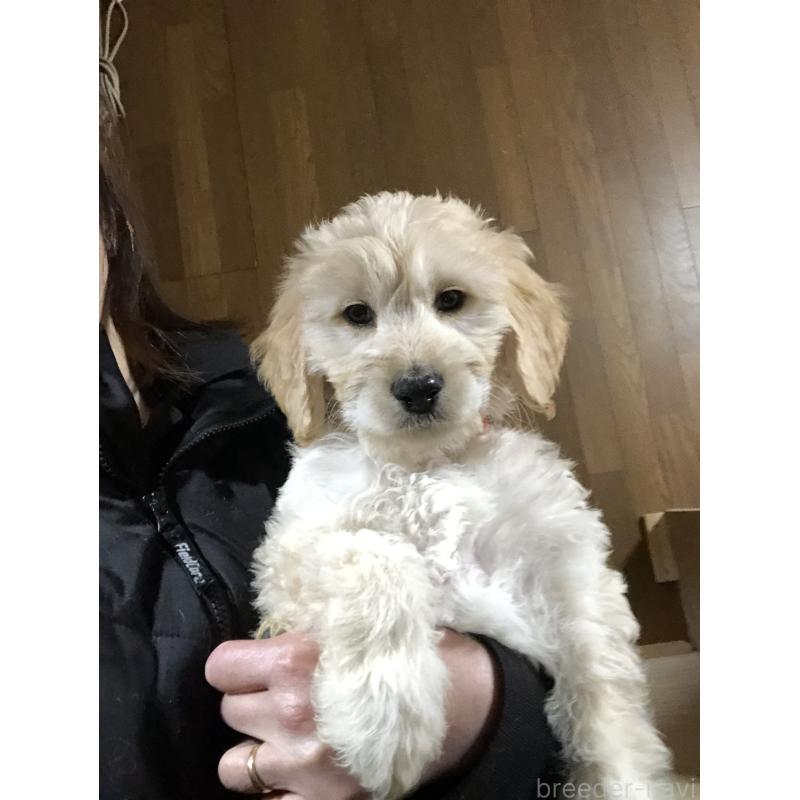 販売中の兵庫県のゴールデンドゥードル:ゴールデンレトリーバー×プードル-444209の12枚目