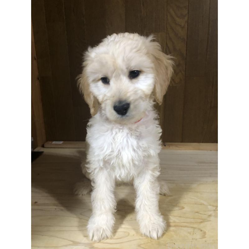 販売中の兵庫県のゴールデンドゥードル:ゴールデンレトリーバー×プードル-444209の11枚目