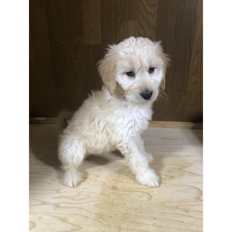 販売中の兵庫県のゴールデンドゥードル:ゴールデンレトリーバー×プードル-444209の10枚目