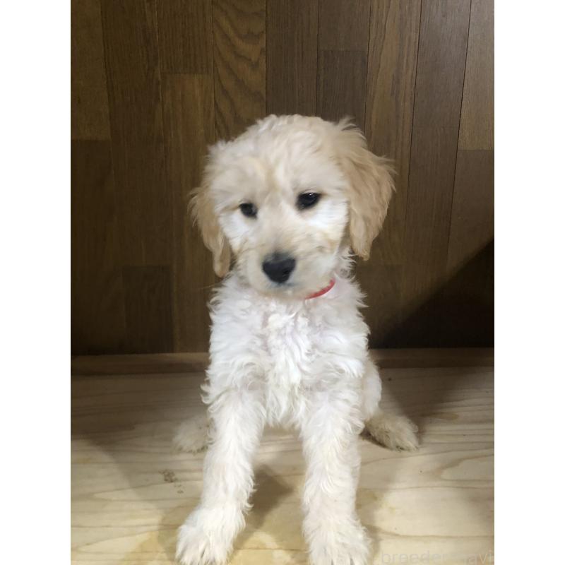 販売中の兵庫県のゴールデンドゥードル:ゴールデンレトリーバー×プードル-444209の9枚目