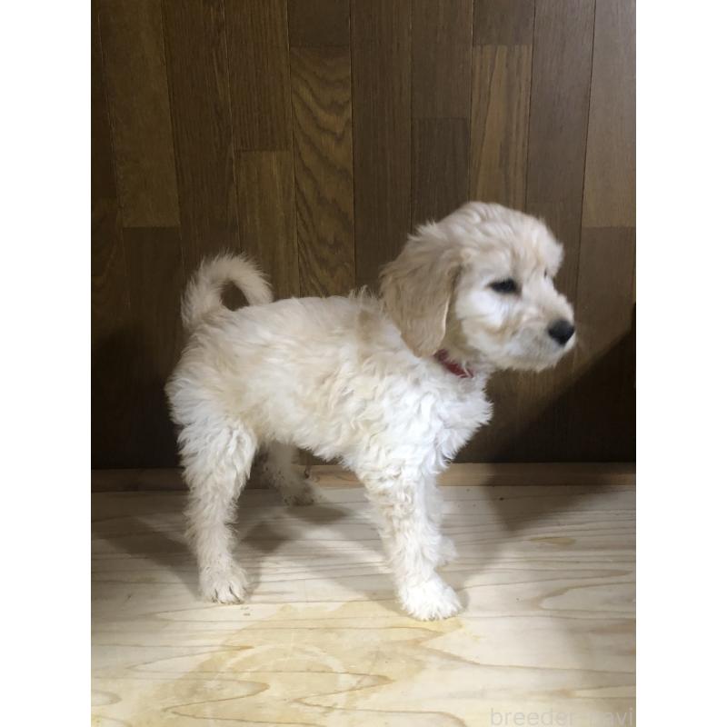 販売中の兵庫県のゴールデンドゥードル:ゴールデンレトリーバー×プードル-444209の8枚目