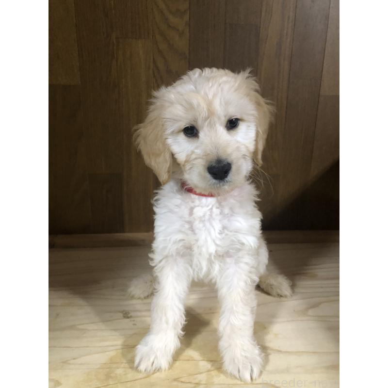 販売中の兵庫県のゴールデンドゥードル:ゴールデンレトリーバー×プードル-444209の7枚目