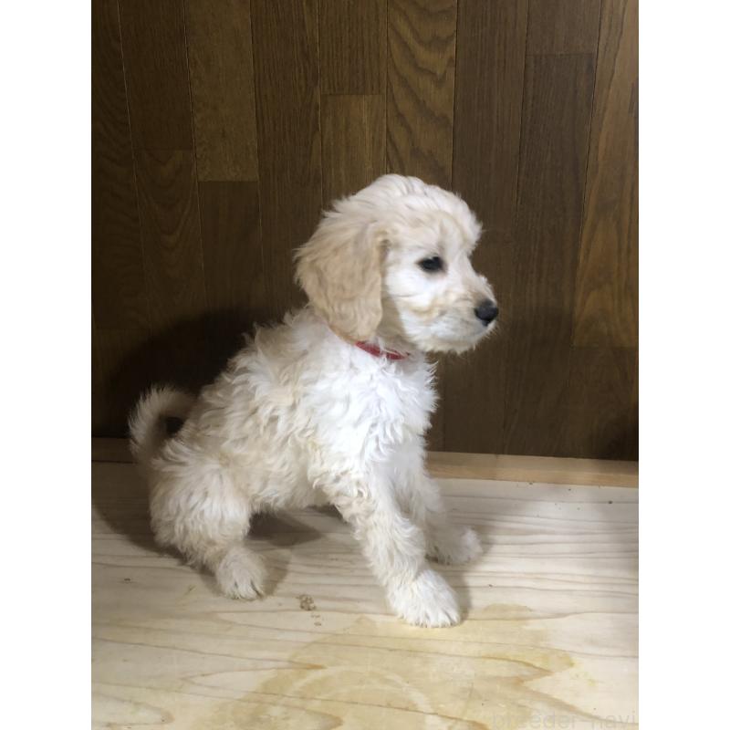 販売中の兵庫県のゴールデンドゥードル:ゴールデンレトリーバー×プードル-444209の6枚目