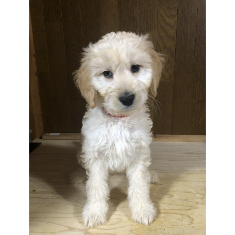 販売中の兵庫県のゴールデンドゥードル:ゴールデンレトリーバー×プードル-444209の3枚目