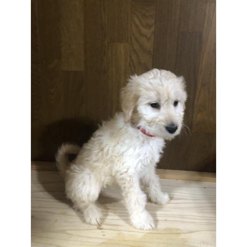 販売中の兵庫県のゴールデンドゥードル:ゴールデンレトリーバー×プードル-444209の2枚目