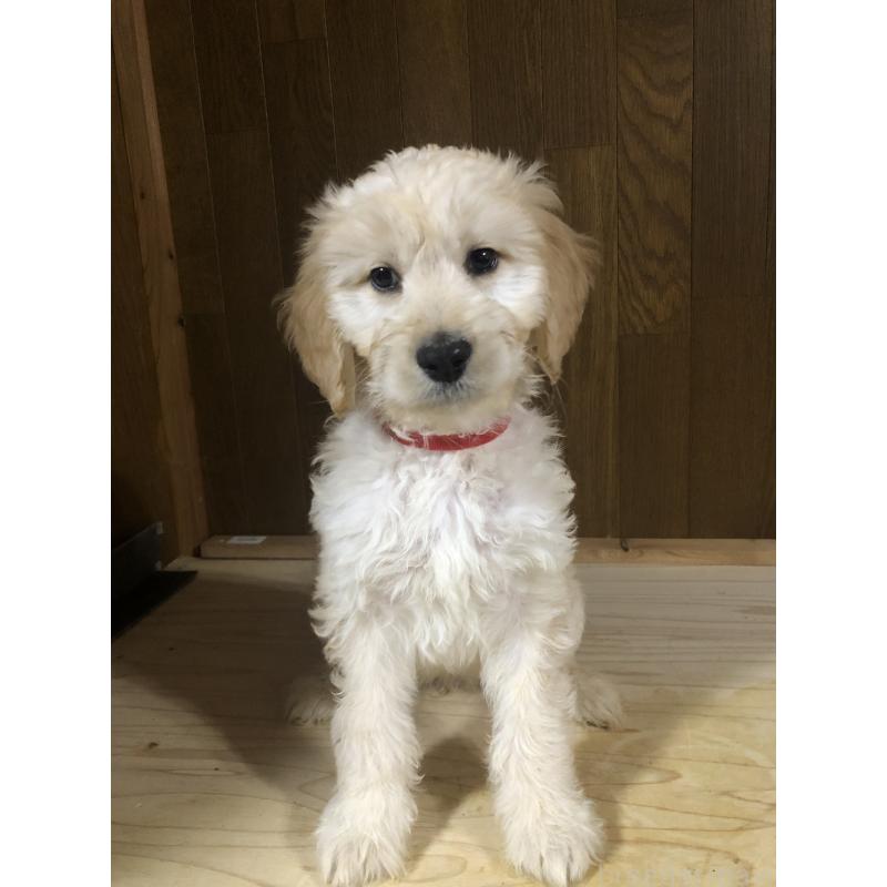 販売中の兵庫県のゴールデンドゥードル:ゴールデンレトリーバー×プードル-444209