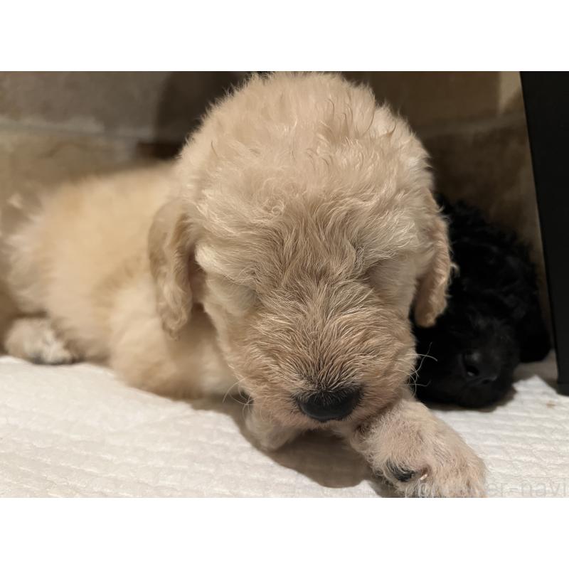 販売中の静岡県のラブラドゥードル:ラブラドールレトリーバー×プードル-439498の5枚目