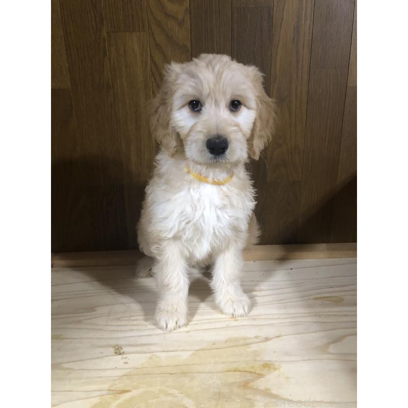 販売中の兵庫県のゴールデンドゥードル:ゴールデンレトリーバー×プードル-444211の14枚目