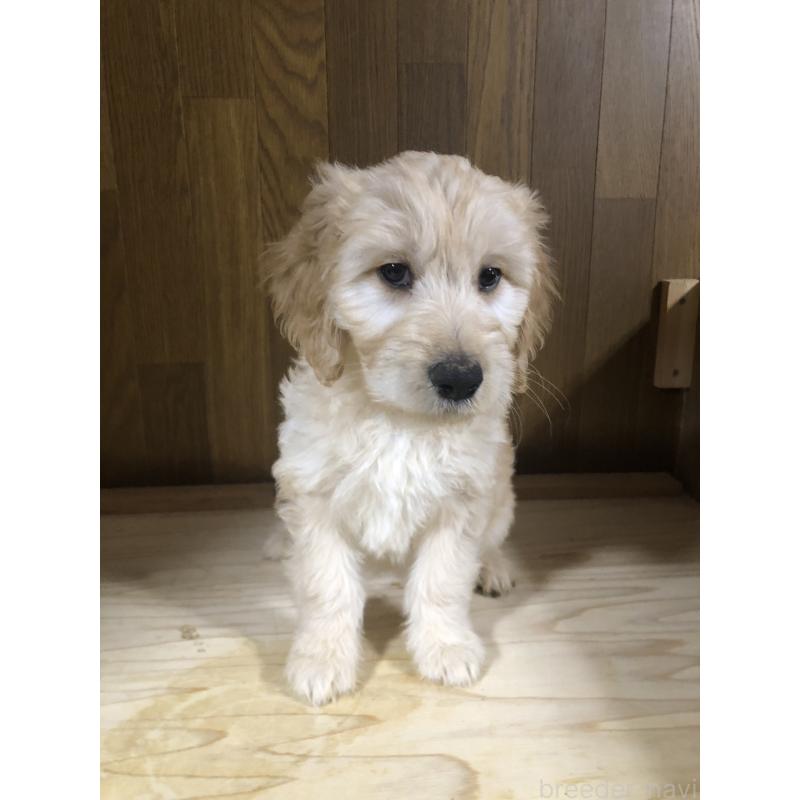 販売中の兵庫県のゴールデンドゥードル:ゴールデンレトリーバー×プードル-444211の13枚目