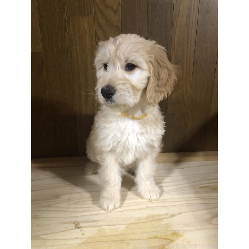 販売中の兵庫県のゴールデンドゥードル:ゴールデンレトリーバー×プードル-444211の12枚目