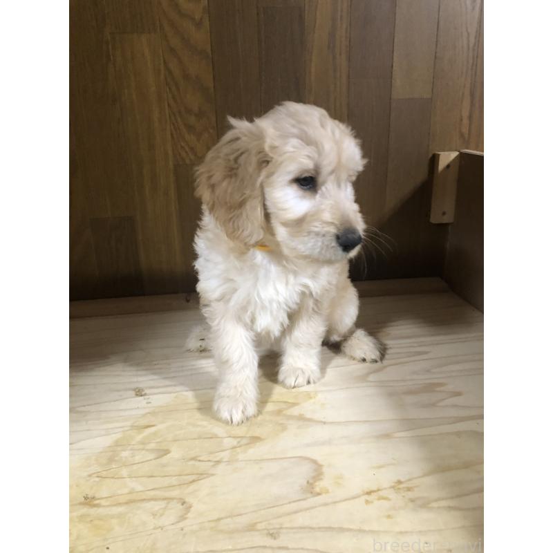 販売中の兵庫県のゴールデンドゥードル:ゴールデンレトリーバー×プードル-444211の11枚目