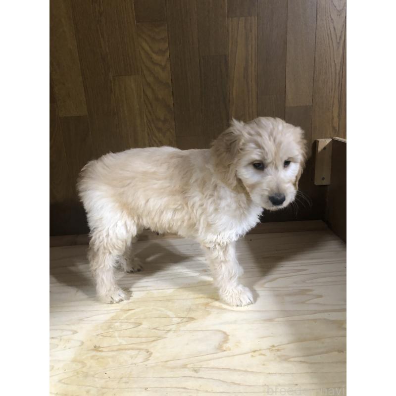 販売中の兵庫県のゴールデンドゥードル:ゴールデンレトリーバー×プードル-444211の10枚目
