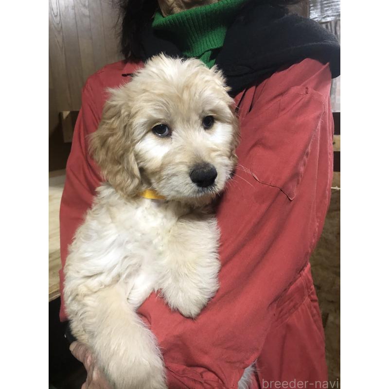 販売中の兵庫県のゴールデンドゥードル:ゴールデンレトリーバー×プードル-444211の8枚目