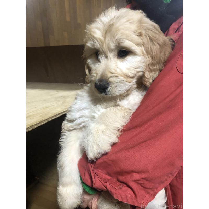 販売中の兵庫県のゴールデンドゥードル:ゴールデンレトリーバー×プードル-444211の7枚目