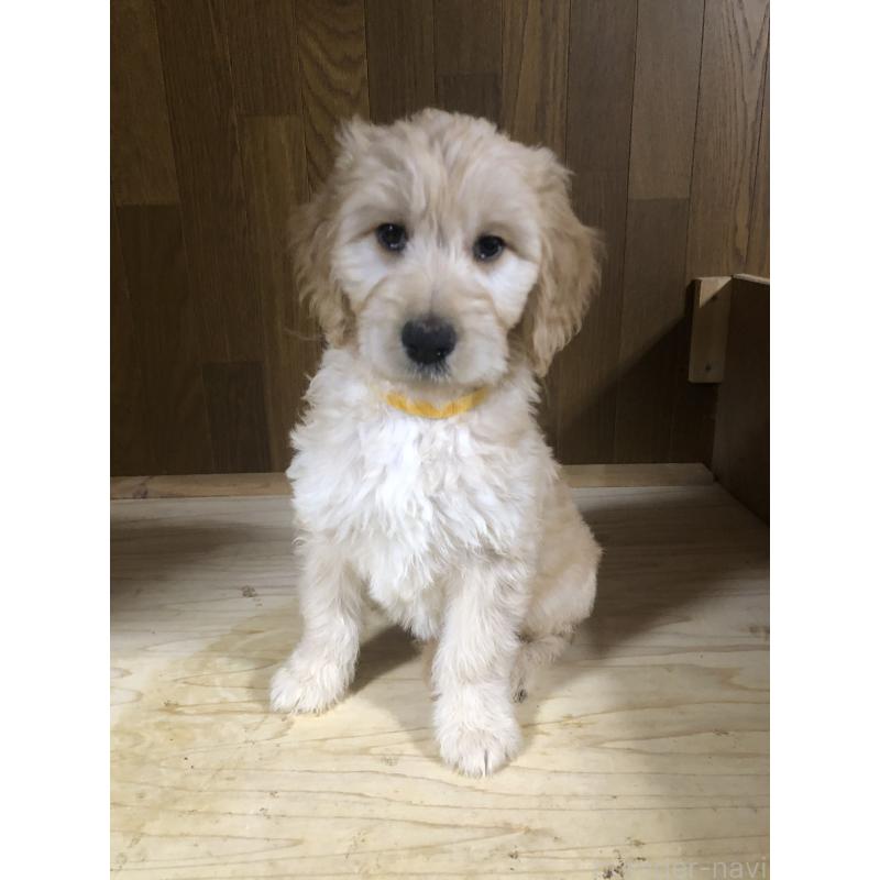 販売中の兵庫県のゴールデンドゥードル:ゴールデンレトリーバー×プードル-444211の6枚目