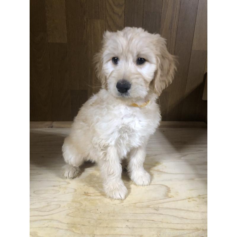 販売中の兵庫県のゴールデンドゥードル:ゴールデンレトリーバー×プードル-444211の5枚目