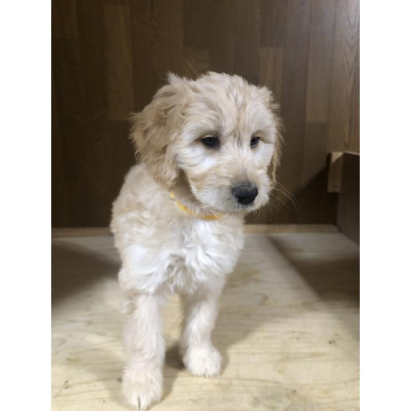 販売中の兵庫県のゴールデンドゥードル:ゴールデンレトリーバー×プードル-444211の4枚目