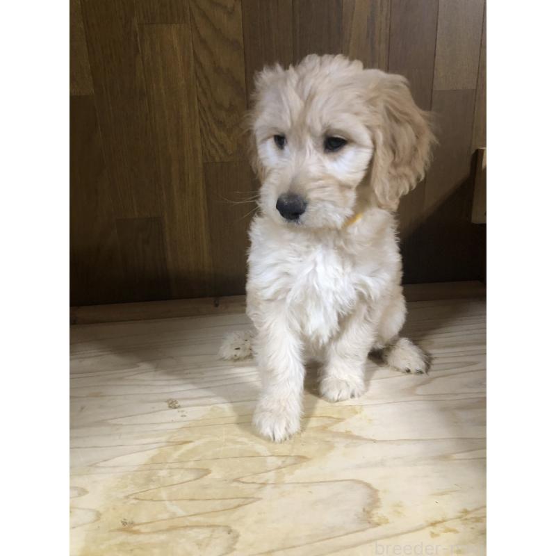 販売中の兵庫県のゴールデンドゥードル:ゴールデンレトリーバー×プードル-444211の3枚目