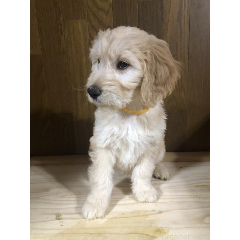 販売中の兵庫県のゴールデンドゥードル:ゴールデンレトリーバー×プードル-444211の2枚目