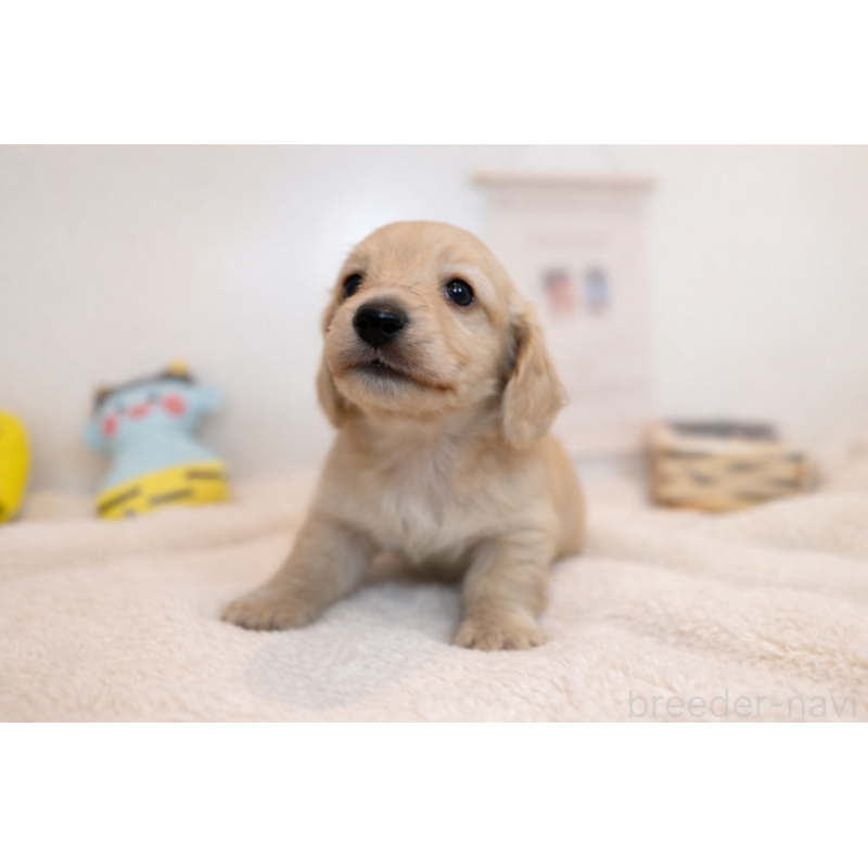 販売中の山口県のミニチュアダックスフンド(ロングヘアード)-444212の2枚目