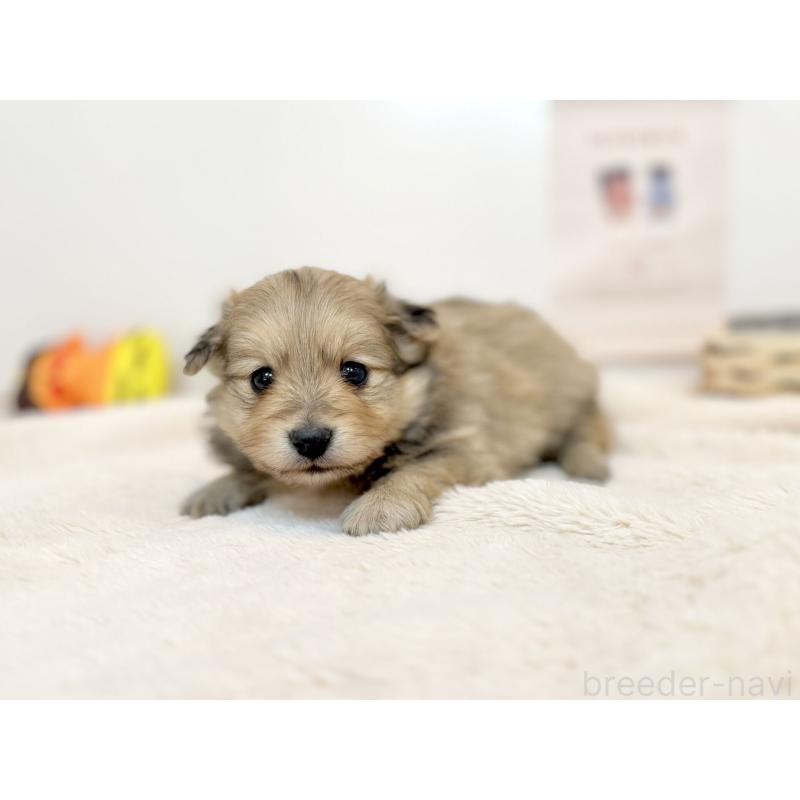 販売中の山口県のミックス犬-444214の3枚目