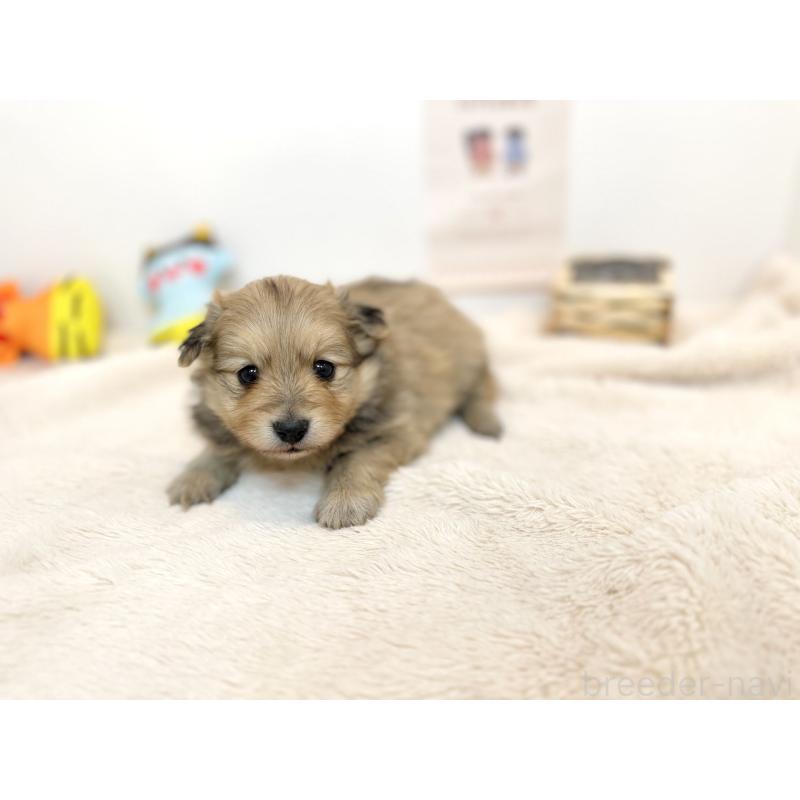 販売中の山口県のミックス犬-444214の2枚目