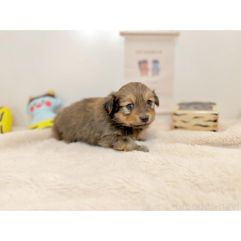 販売中の山口県のミックス犬-444221の3枚目