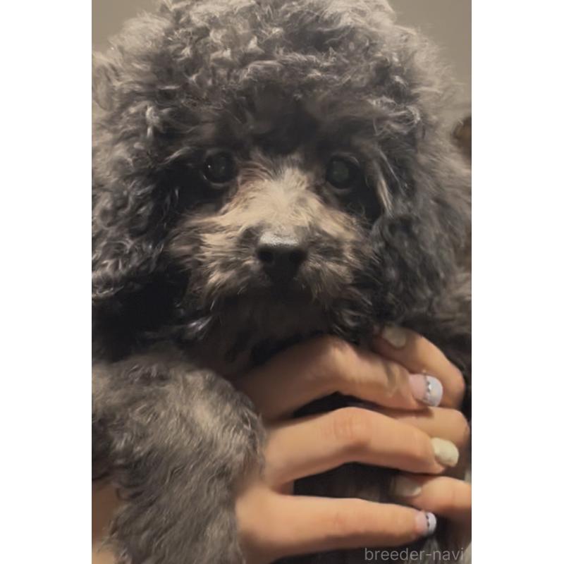 販売中の東京都のマルプー:マルチーズ×トイプードル-427269の5枚目