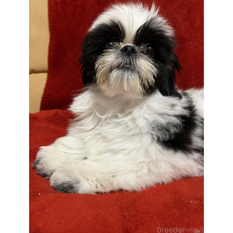 販売中の石川県のシーズー-430610の5枚目