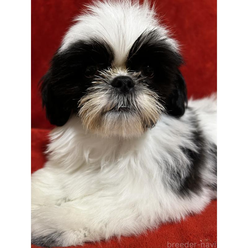 販売中の石川県のシーズー-430610の4枚目