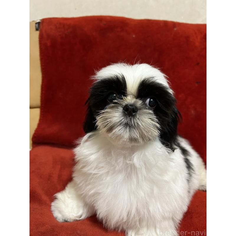 販売中の石川県のシーズー-430603の6枚目