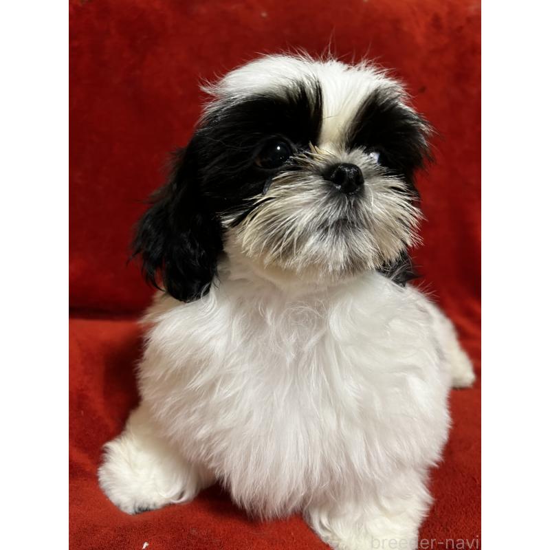 販売中の石川県のシーズー-430603の5枚目