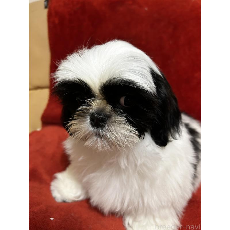 販売中の石川県のシーズー-430603の4枚目