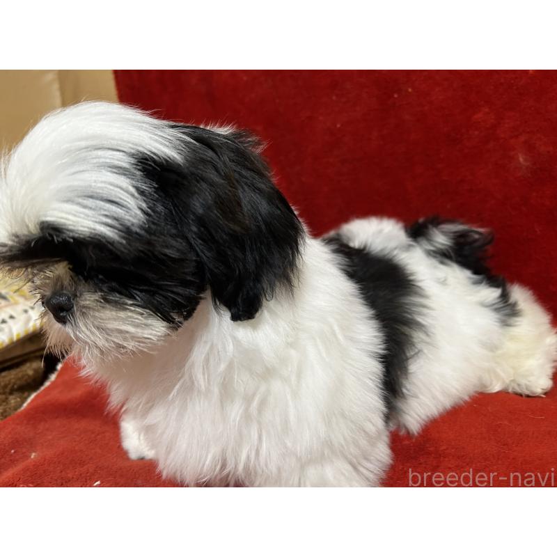 販売中の石川県のシーズー-430603の3枚目