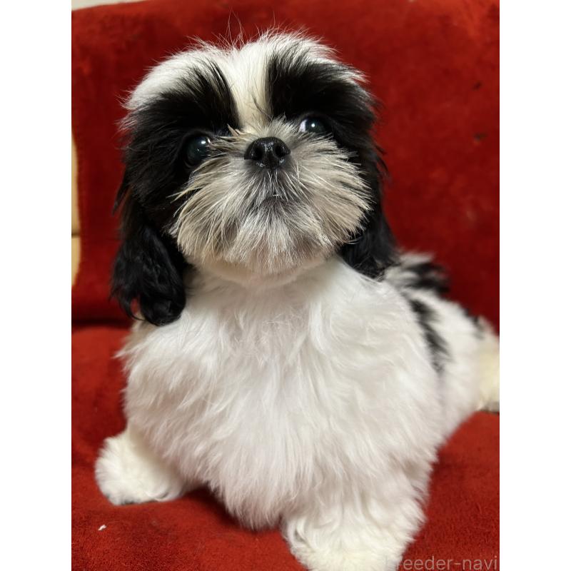 販売中の石川県のシーズー-430603の2枚目