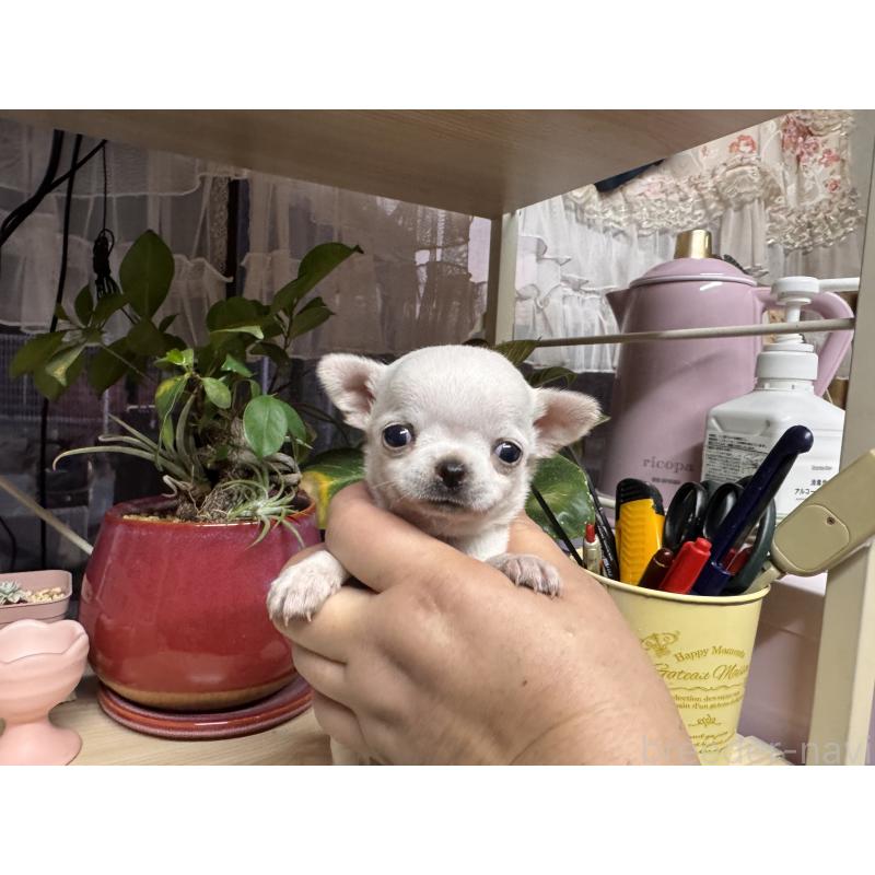 販売中の福岡県のチワワ(ロングコート)-444218の5枚目