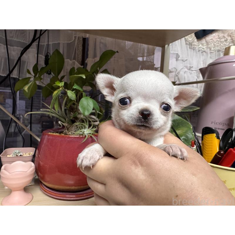 販売中の福岡県のチワワ(ロングコート)-444218の4枚目